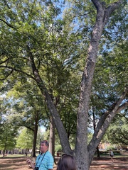 Carya illinoinensis