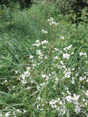 Galium rivale