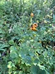 Thalictrum occidentale