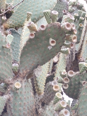 Opuntia galapageia
