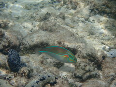 Stethojulis bandanensis
