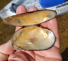 Strophitus undulatus