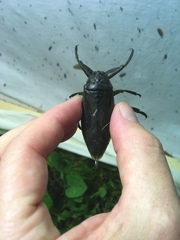 Lethocerus americanus