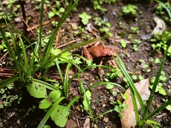 Craugastor mexicanus