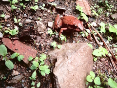 Craugastor mexicanus