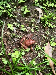 Craugastor mexicanus