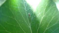 Nigma puella