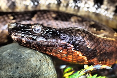 Candoia aspera