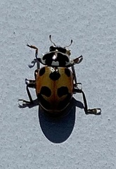 Hippodamia parenthesis