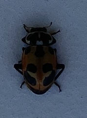 Hippodamia parenthesis