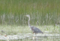 Ardea herodias herodias