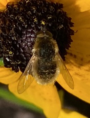 Sparnopolius confusus