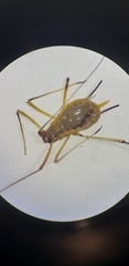 Aphidomorpha