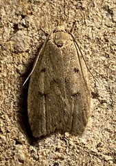 Machimia tentoriferella