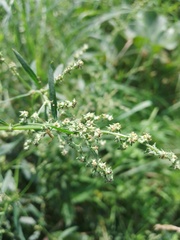 Atriplex patula