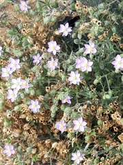 Spergularia rubra