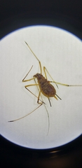 Aphidomorpha