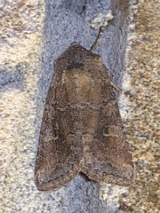 Lacinipolia meditata