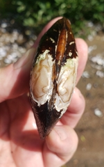 Strophitus undulatus