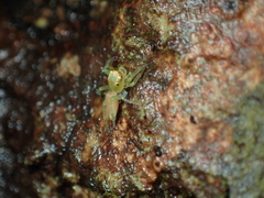 Epocilla