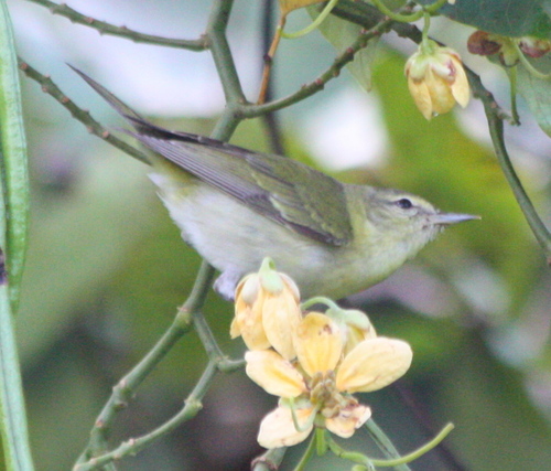 Leiothlypis peregrina