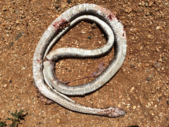 Masticophis fuliginosus