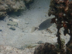 Siganus spinus