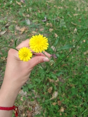 Cichorieae