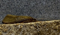 Hydropsychinae