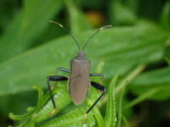 Notobitus meleagris