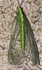 Chrysoperla
