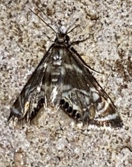 Petrophila canadensis