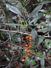 Rubiaceae