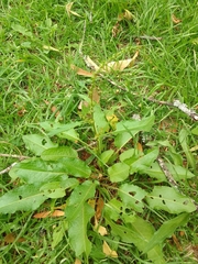Rumex conglomeratus