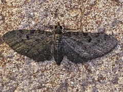 Eupithecia miserulata