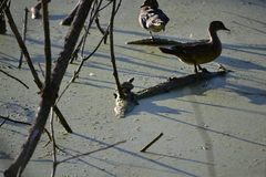 Trachemys scripta elegans