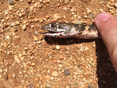 Masticophis fuliginosus