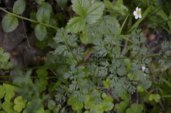 Selinum carvifolia