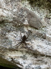 Dolomedes vittatus