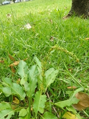 Rumex conglomeratus