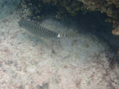 Siganus spinus