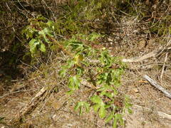 Jatropha gossypiifolia