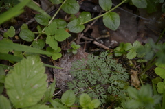 Selinum carvifolia
