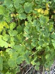 Thalictrum occidentale