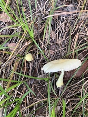 Leucocoprinus birnbaumii