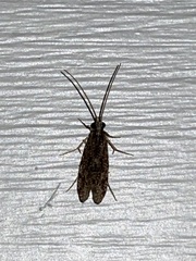 Polycentropodidae
