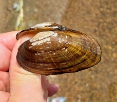 Strophitus undulatus