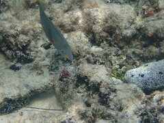 Stethojulis bandanensis