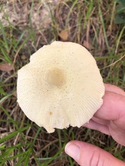 Leucocoprinus birnbaumii