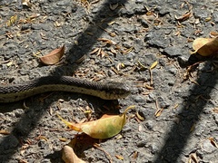 Thamnophis hammondii